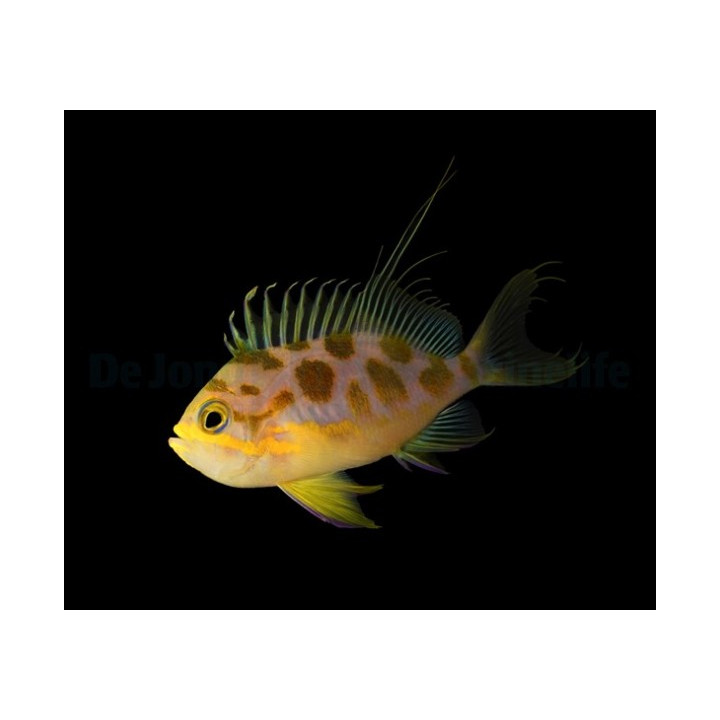 Odontanthias borbonius - Orange Spot Anthias - West Ind Ocean