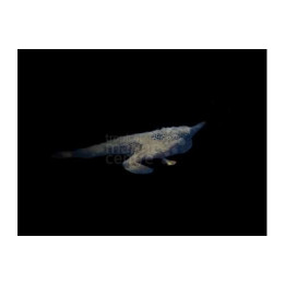 Ogcocephalus radiatus - Walking Sea Bat
