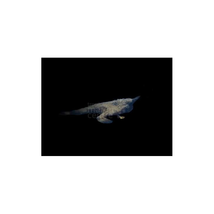 Ogcocephalus radiatus - Walking Sea Bat
