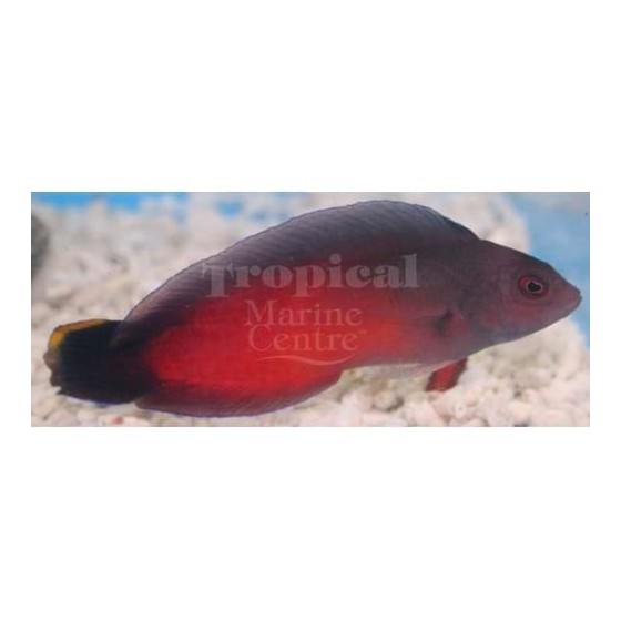 Ogilbyina novaehollandiae - Flame Pygmy Basslet