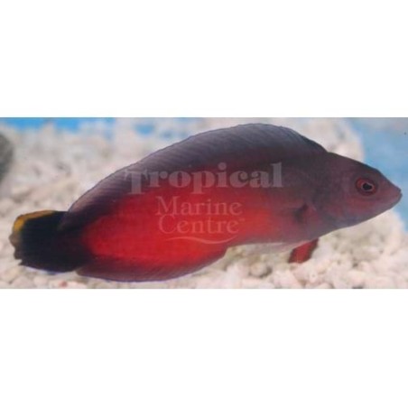 Ogilbyina novaehollandiae - Flame Pygmy Basslet