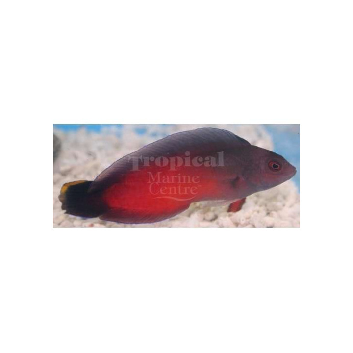 Ogilbyina novaehollandiae - Flame Pygmy Basslet -