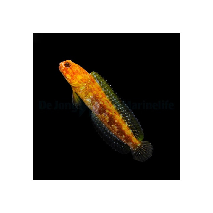 Opistognathus castelnaui