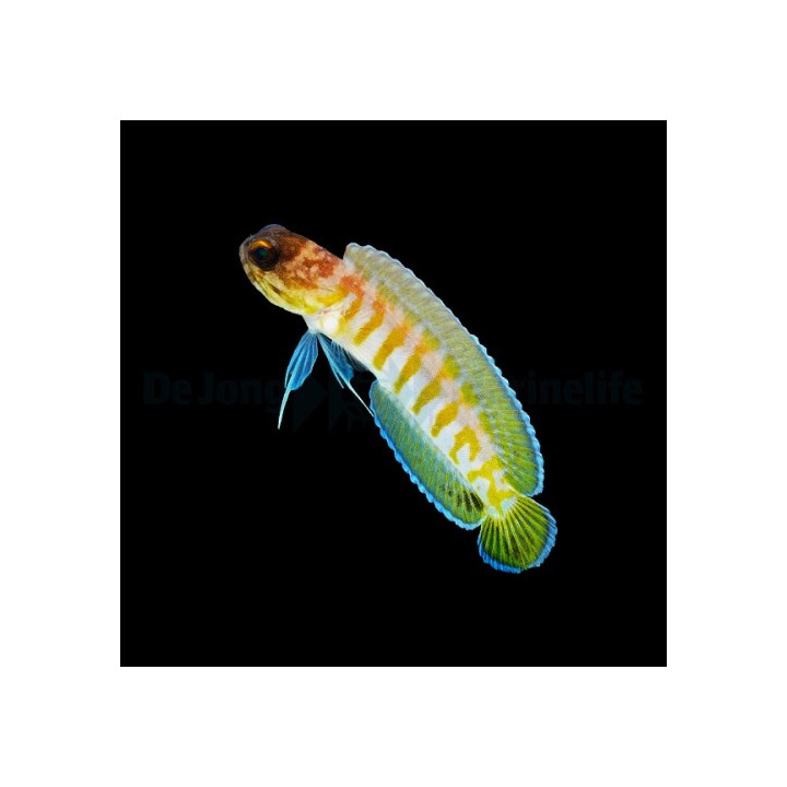 Opistognathus randalli - Jawfish - Tiger
