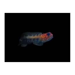 Opistognathus rufilineatus - Jawfish - Red