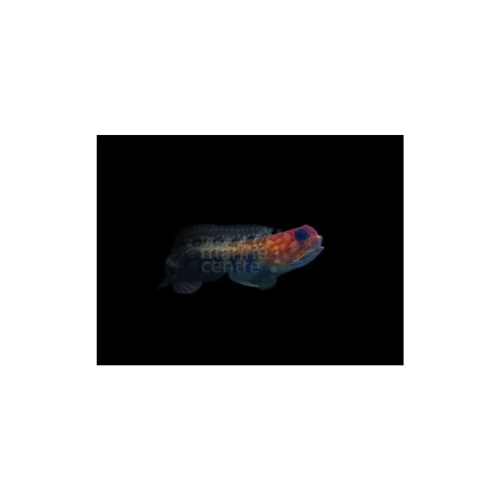 Opistognathus rufilineatus - Jawfish - Red