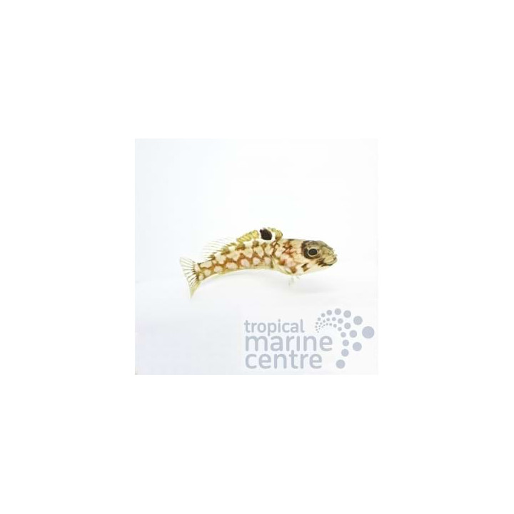 Opistognathus scops - Jawfish - Leopard