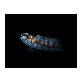 Opistognathus whitehursti - Jawfish - Dusky