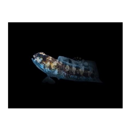 Opistognathus whitehursti - Jawfish - Dusky