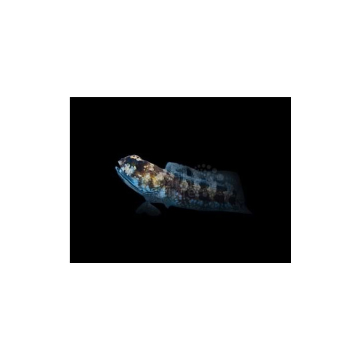 Opistognathus whitehursti - Jawfish - Dusky