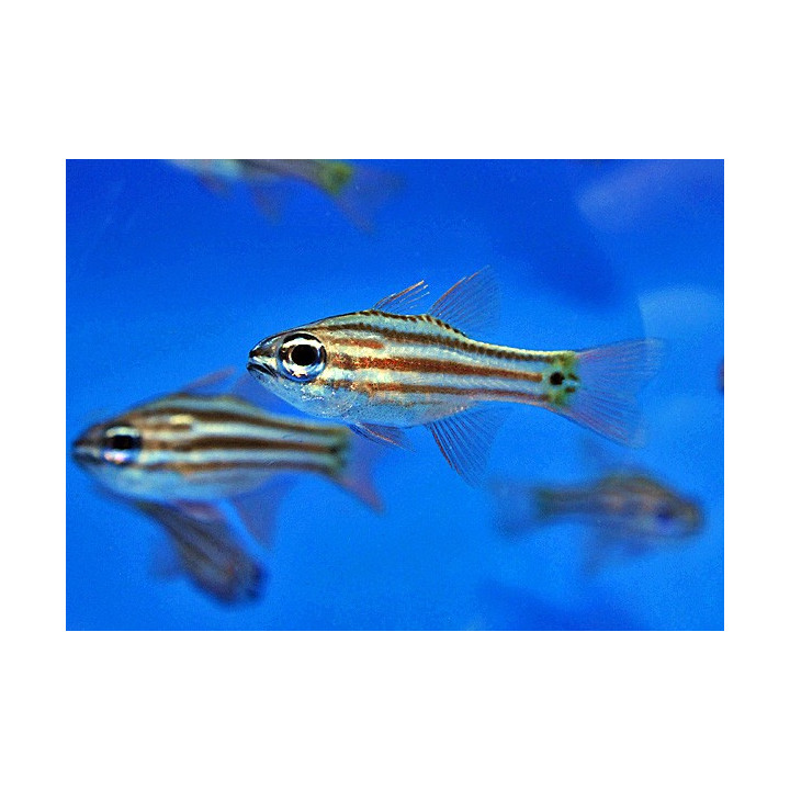 Ostorhinchus compressus - Blue Eye Cardinal
