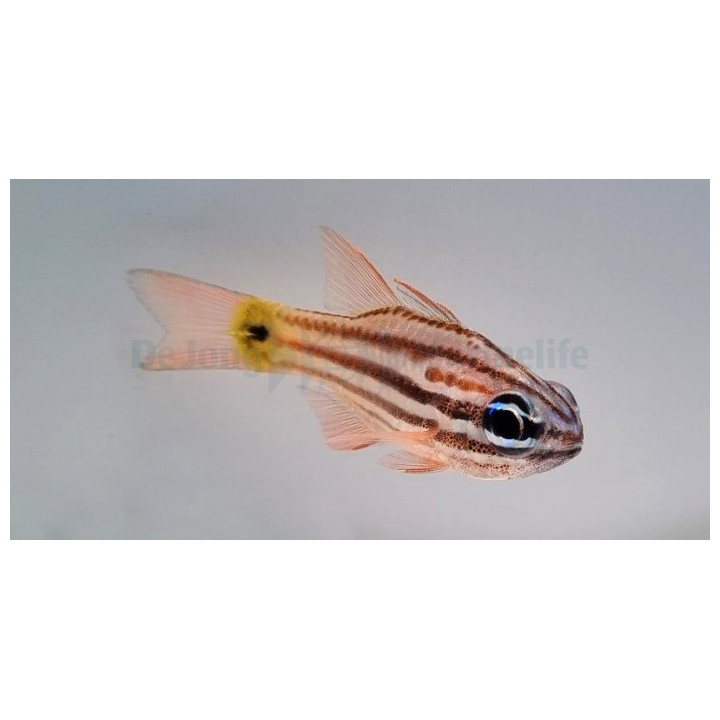 Ostorhinchus compressus - Blue Eye Cardinal