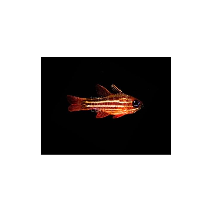 Ostorhinchus compressus - Blue Eye Cardinal