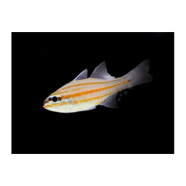Ostorhinchus cyanosoma - Gold Line Cardinal