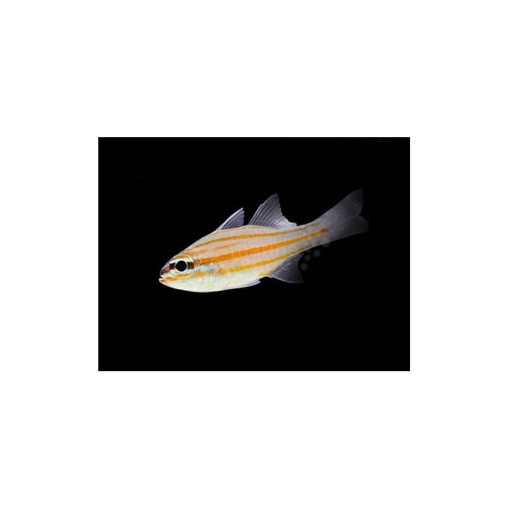 Ostorhinchus cyanosoma - Gold Line Cardinal