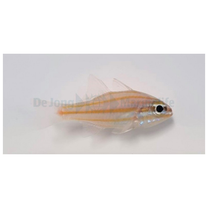 Ostorhinchus cyanosoma - Gold Line Cardinal
