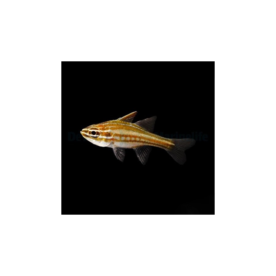 Ostorhinchus margaritosphorus - Candy Stripe Cardinal