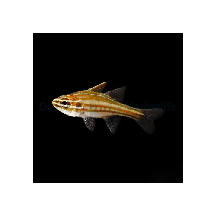 Ostorhinchus margaritosphorus - Candy Stripe Cardinal