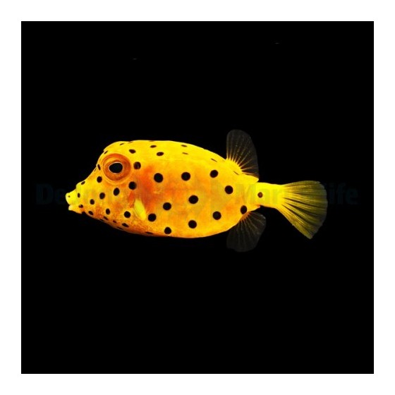 Ostracion cubicus -  Yellow Boxfish