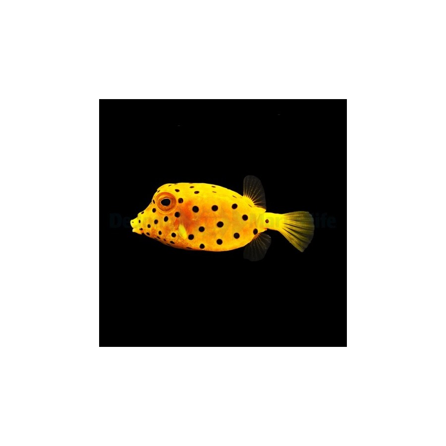 Ostracion cubicus -  Yellow Boxfish