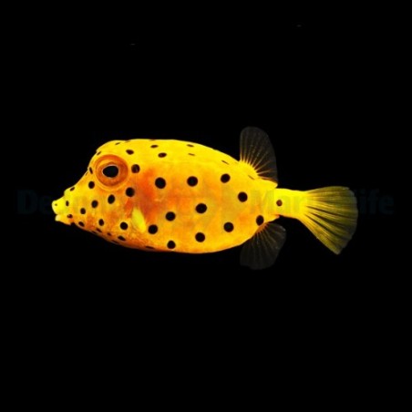 Ostracion cubicus -  Yellow Boxfish