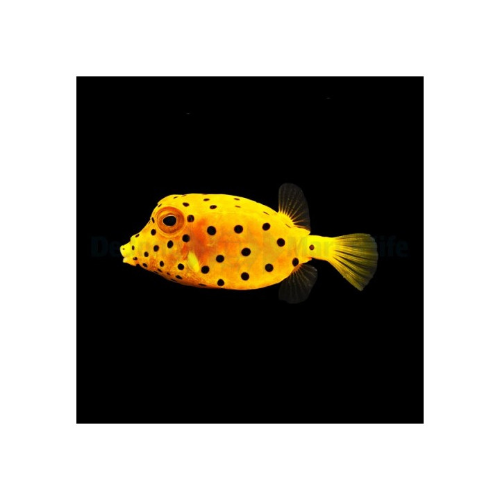 Ostracion cubicus -  Yellow Boxfish