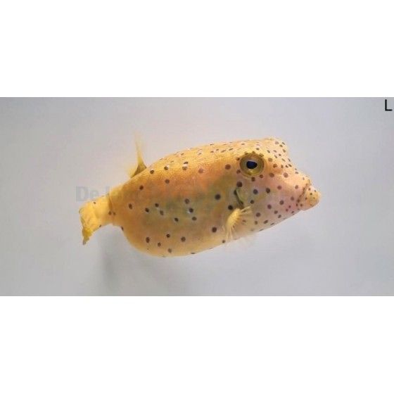 Ostracion cubicus -  Yellow Boxfish