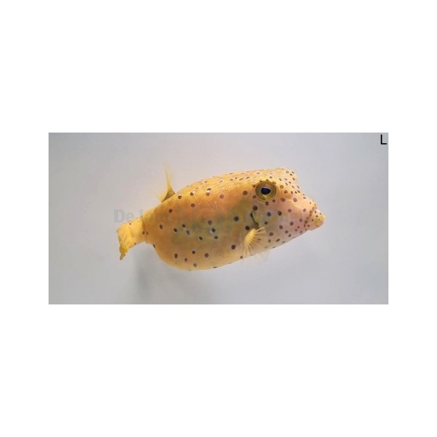 Ostracion cubicus -  Yellow Boxfish