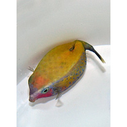 Ostracion cyanurus - Red Sea Boxfish - naaras