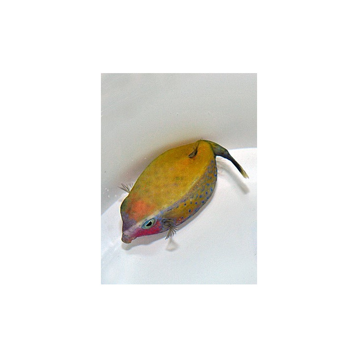 Ostracion cyanurus - Red Sea Boxfish - naaras