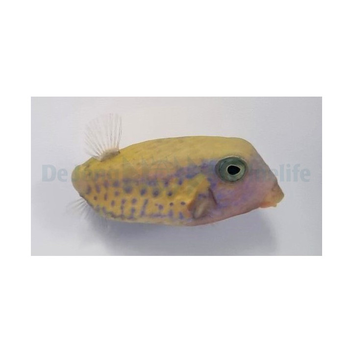 Ostracion cyanurus - Red Sea Boxfish - naaras