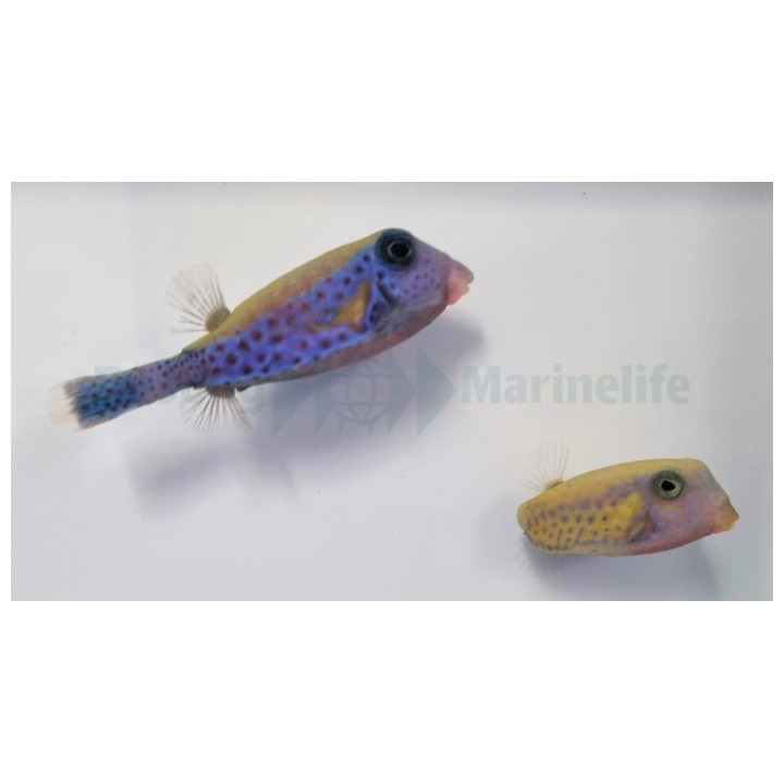 Ostracion cyanurus - Red Sea Boxfish - pariskunta