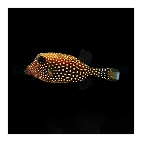 Ostracion meleagris - Black Boxfish