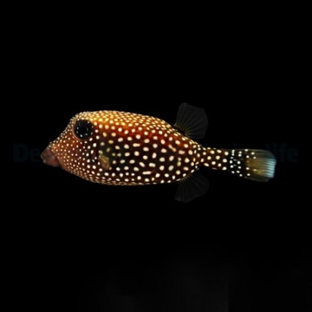 Ostracion meleagris - Black Boxfish