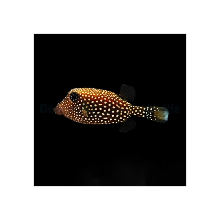 Ostracion meleagris - Black Boxfish