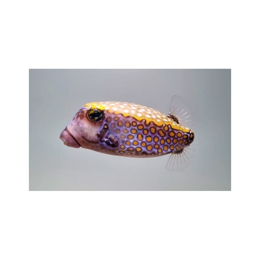 Ostracion meleagris - Hawaiian Blue Boxfish - koiras