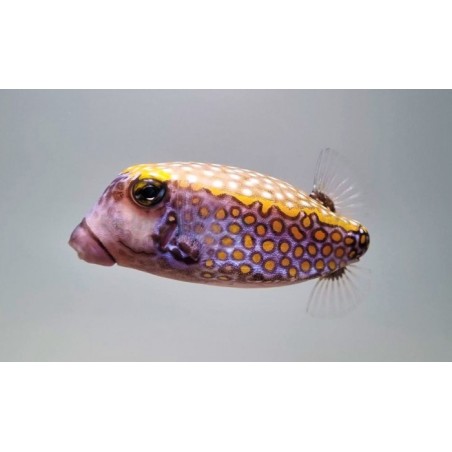 Ostracion meleagris - Hawaiian Blue Boxfish - koiras