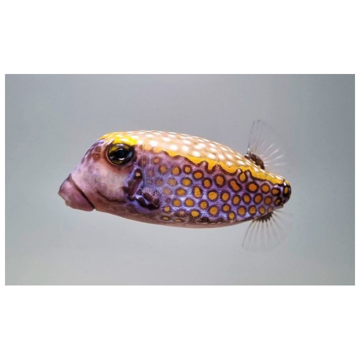 Ostracion meleagris - Hawaiian Blue Boxfish - koiras