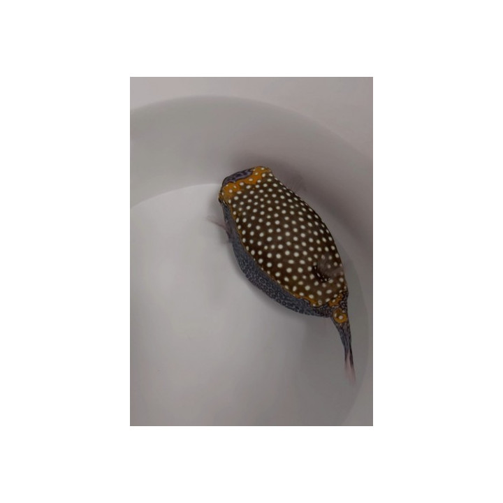 Ostracion meleagris - Hawaiian Blue Boxfish - koiras