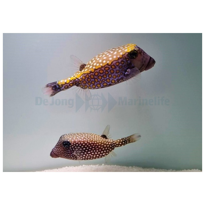 Ostracion meleagris - Hawaiian Boxfish - pariskunta