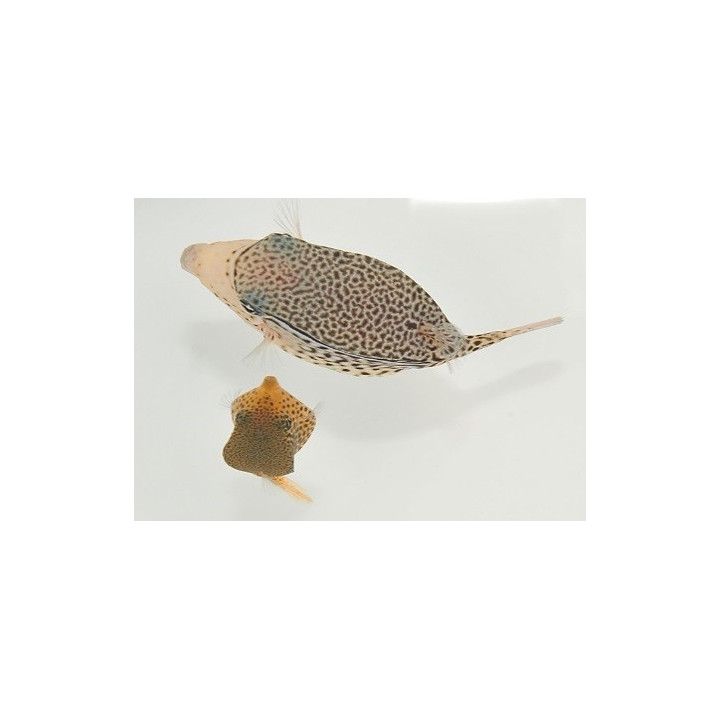 Ostracion solorensis - Scribble Box - koiras