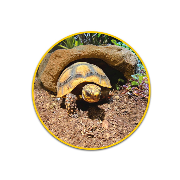Mojave Cave XL , Terraario- ja akvaariotarvike