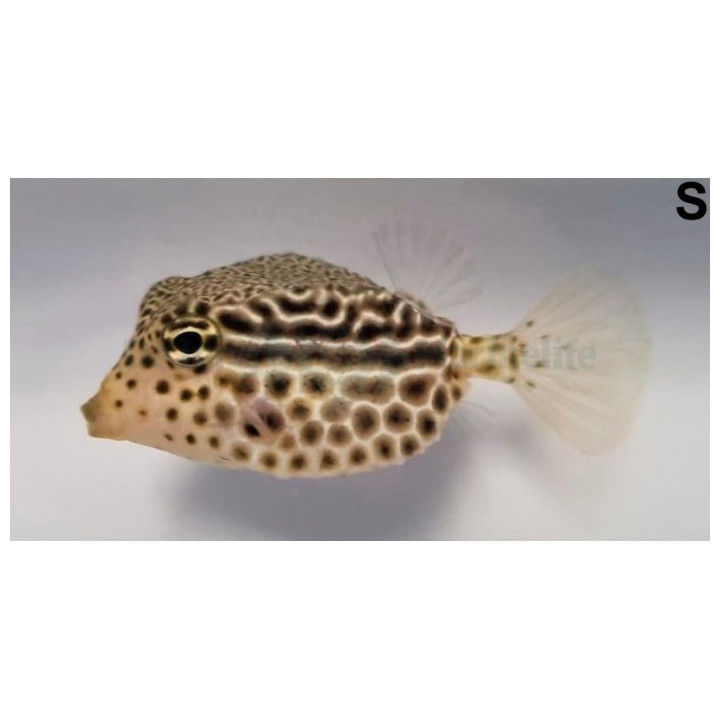 Ostracion solorensis - Scribble Box - naaras