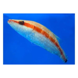 Oxycheilinus orientalis - Oriental Maori