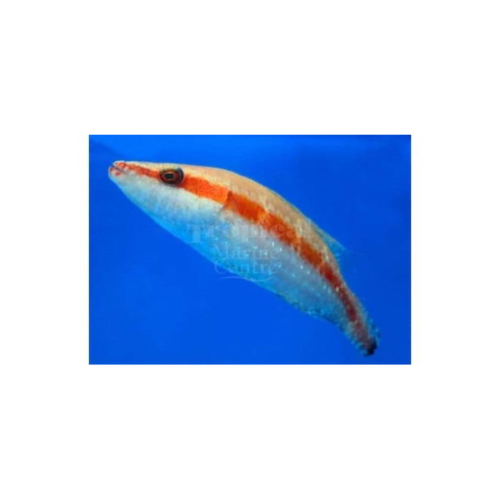 Oxycheilinus orientalis - Oriental Maori