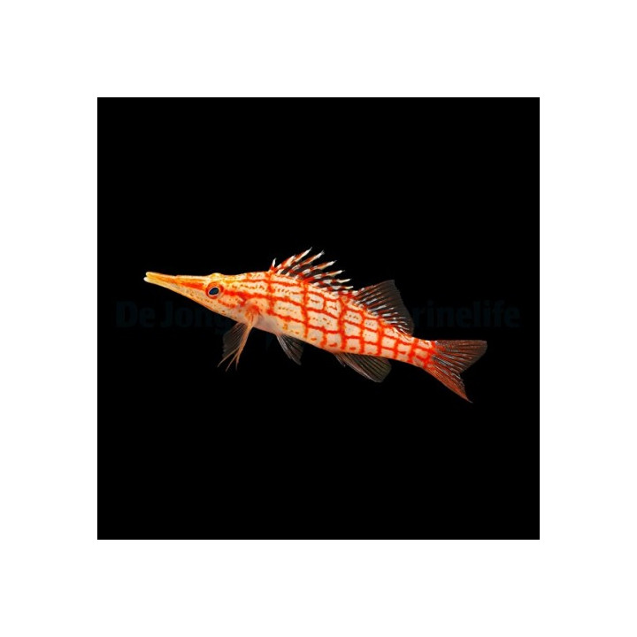 Oxycirrhitus typus - Nokkahaukkakala
