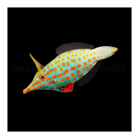 Oxymonacanthus longirostris - Orange Spot Filefish