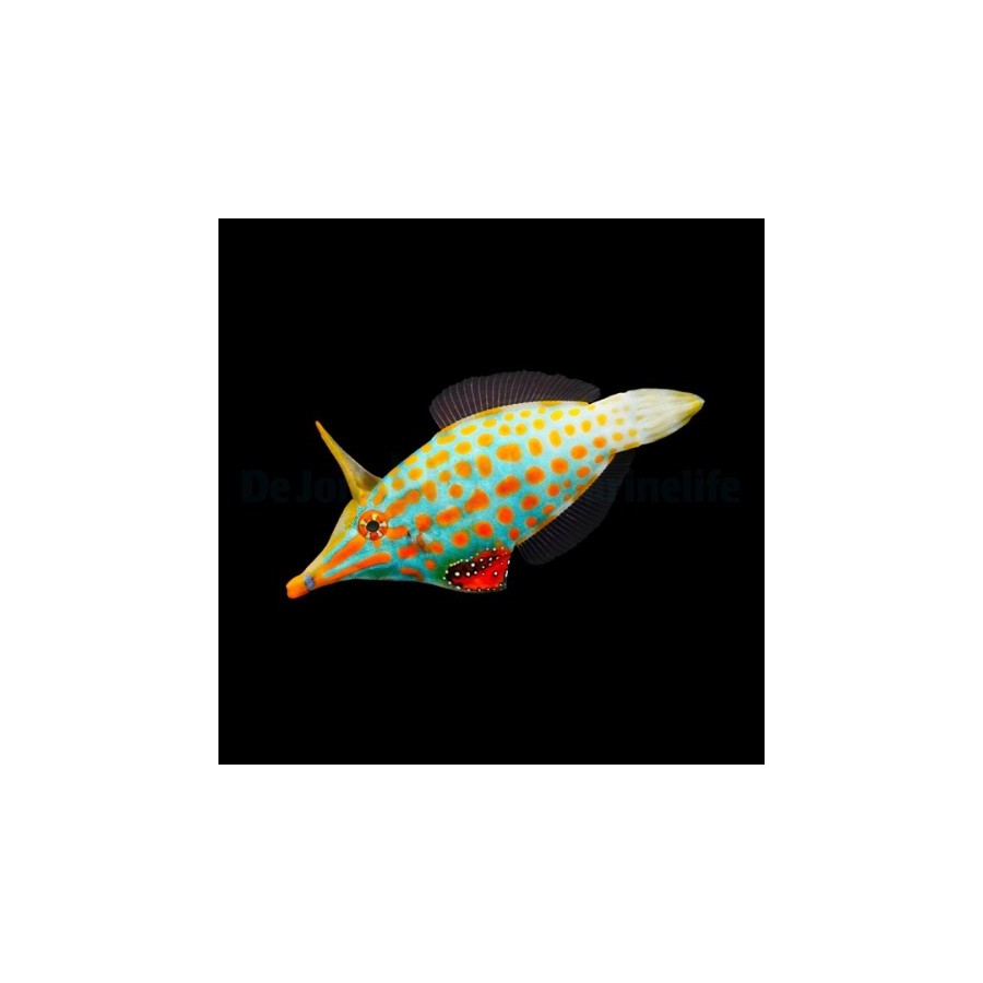 Oxymonacanthus longirostris - Orange Spot Filefish