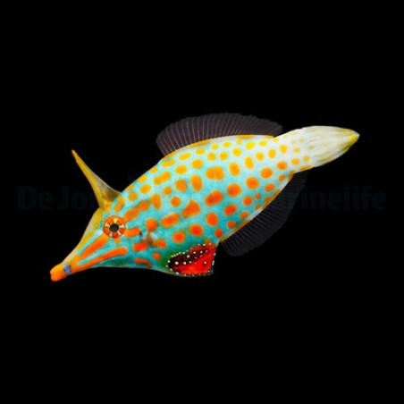 Oxymonacanthus longirostris - Orange Spot Filefish