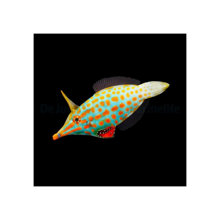 Oxymonacanthus longirostris - Orange Spot Filefish